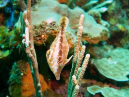 030  Slender Filefish IMG_6444