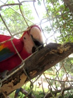033  Parrot at Maya Cay IMG_8435