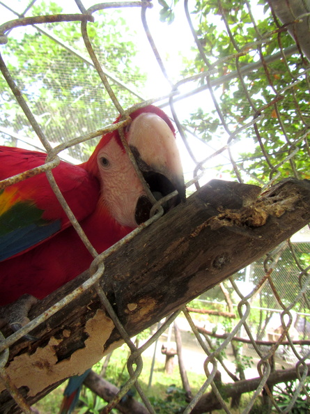 033  Parrot at Maya Cay IMG_8435.jpg