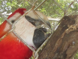 034  Parrot at Maya Cay IMG_8436