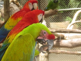 035  Parrots at Maya Cay IMG_8439