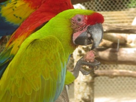 036  Parrot at Maya Cay IMG_8440