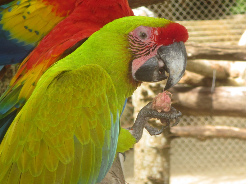 036  Parrot at Maya Cay IMG_8440.jpg