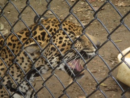 040  Jaguar At Maya Cay IMG_8444