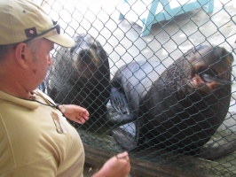 058  Sea Lions At Maya Cay IMG_8478