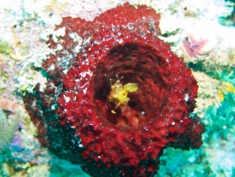 064  Sponges IMG_6473