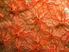 065  Red Encrusting Sponge IMG_6474