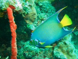 066  Queen Parrotifish IMG_6475