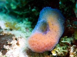 067  Sponge IMG_6476