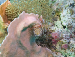 074  Christmas Tree Worm IMG_6492