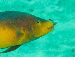 077  Spanish Hogfish eating Brittlestar IMG_6497