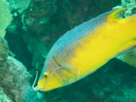 078  Spanish Hogfish eating Brittlestar IIMG_6499