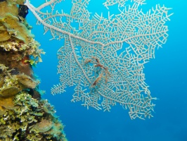 017  Neck Crab on Fan Coral IMG_6519