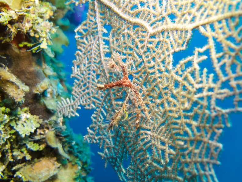 018  Neck Crab on Fan Coral zIMG_6520.jpg