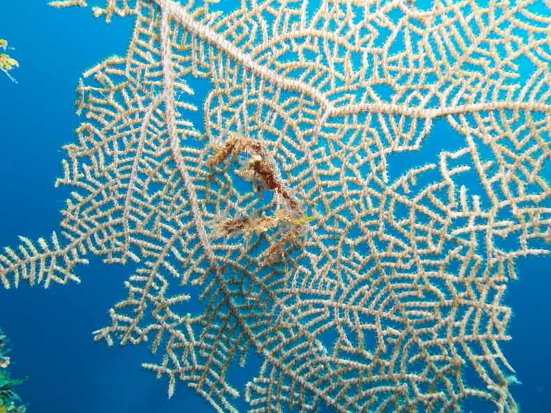 019  Neck Crab on Fan Coral IMG_6521.jpg