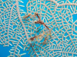 020  Neck Crab on Fan Coral IMG_6522