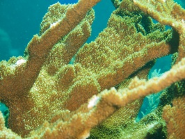 024  Elkhorn Coral IMG_6529