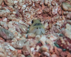 026  Yellowhead Jawfish with eggs in his mouth IMG_6540
