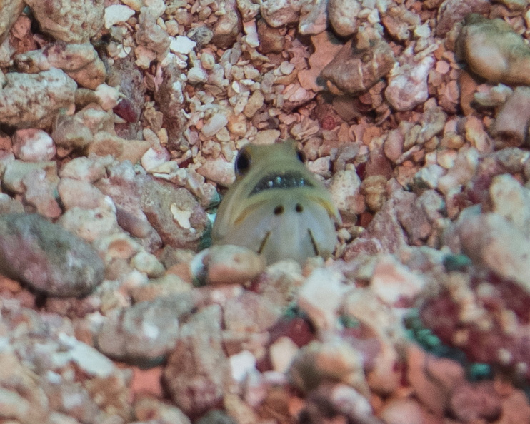 026  Yellowhead Jawfish with eggs in his mouth IMG_6540.jpg