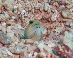 027  Yellowhead Jawfish with eggs in his mouth IMG_6541