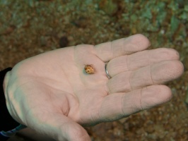 029  Tiny helmet crab on Joanne's hand MG_6544IMG_6545