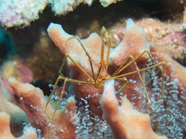 035  Yellowline Arrow Crab on Corkscrew Anemone in a Sponge IMG_6563