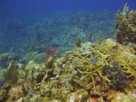 037  Reef IMG_6566