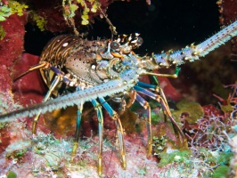 039  Spiny Lobster IMG_6571