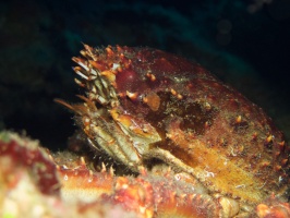 047  Channel Cling Crab IMG_6595