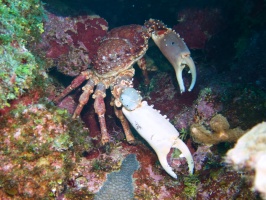 061  Channel Cling Crab IMG_6631