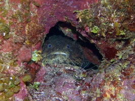 071  Bearded Toadfish IMG_6650
