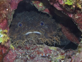 073  Bearded Toadfish IMG_6652