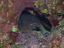 076  076  Bearded Toadfish IMG_6655