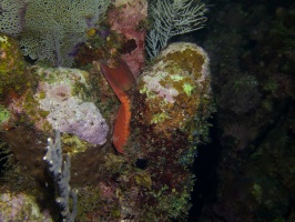 079  079  Sleeping Parrotfish IMG_6662