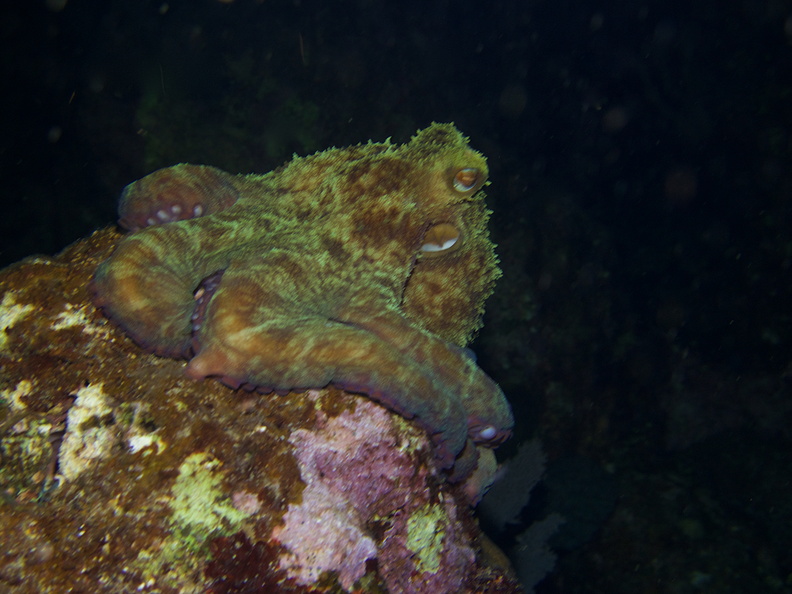 084  084  Common Octopus IMG_6668.jpg