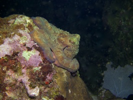 087  087  Common Octopus IMG_6668IMG_6670