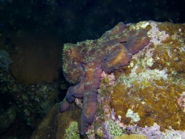 088  088  Common Octopus IMG_6668IMG_6671