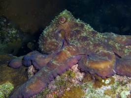 089  089  Common Octopus IMG_6668IMG_6671 - Version 2