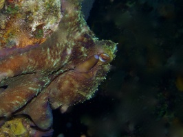 091  091  Common Octopus IMG_6668IMG_6674