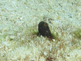 016  Sailfin Goby IMG_6704