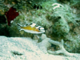 020  Tobacco Fish IMG_6715