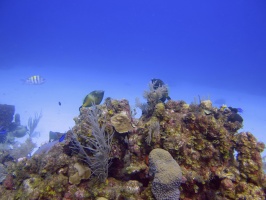 026  Sailfin Goby IMG_6721