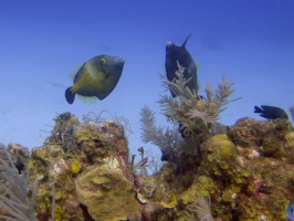 027  Whitespot Filefish IMG_6722