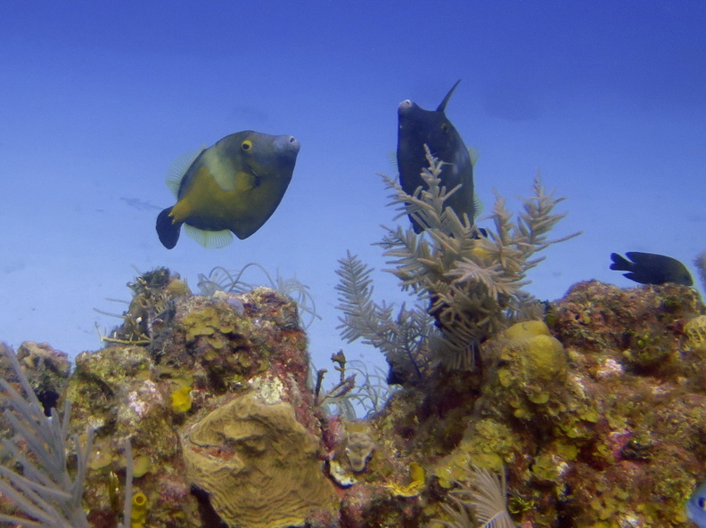 027  Whitespot Filefish IMG_6722.jpg