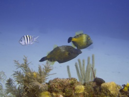 028  Whitespot Filefish IMG_6723