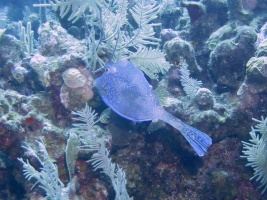 033  Scrawled Filefish IMG_6729