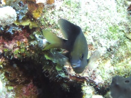 038  Damselfish IMG_6741