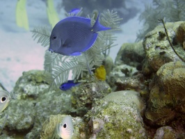 041  Blue Tang IMG_6747