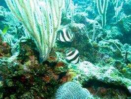 044  Banded Butterflyfish IMG_6750