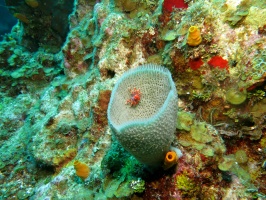 057  Cryptic Teardrop Crab IMG_6772